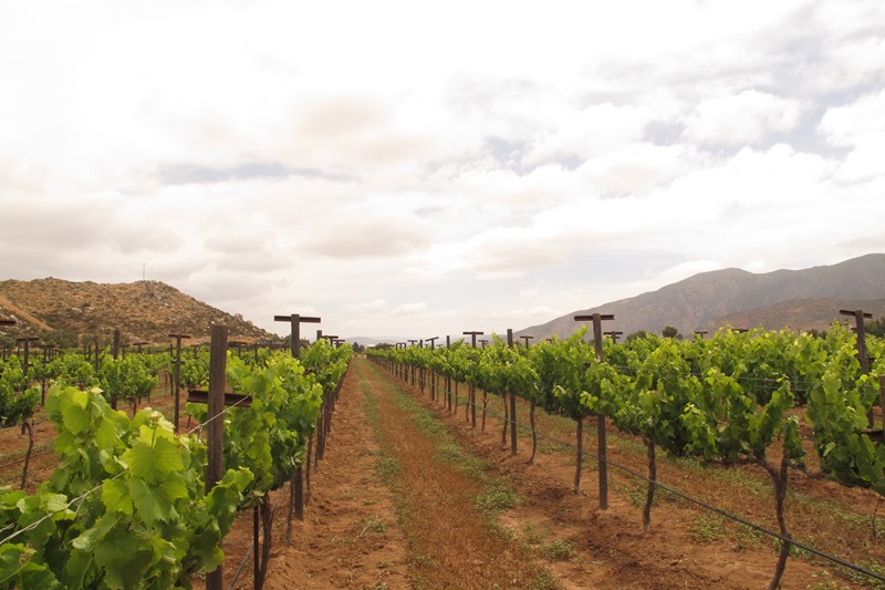 SE POSICIONA VALLE DE GUADALUPE ENTRE LOS 50 LUGARES PARA VISITAR DE