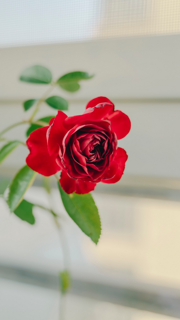 Chi tiết 102 hình nền hoa hồng đỏ hay nhất  thdonghoadian
