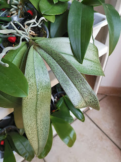, Phalaenopsis Bronze Maiden (Shilleriana x Mannii), diarid'orchidee
