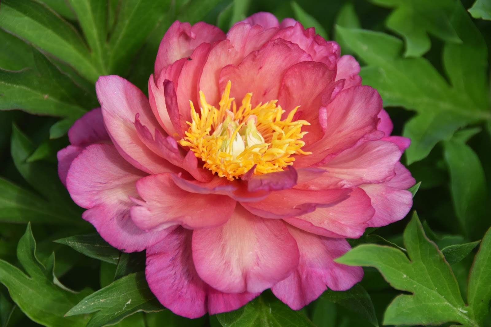 Southern Peony 2017 Peony 'Julia Rose' Best Performer Week 3