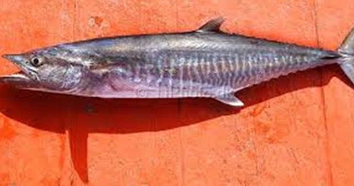 Ikan Tenggiri Klasifikasi Morfologi Habitat Dll Melek Perikanan