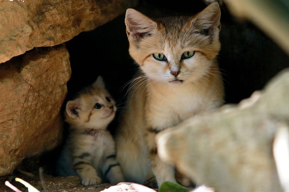 BIRDS & DAFFODILS RARE SIGHTING OF SAND CAT & LITTER OF kITTENS