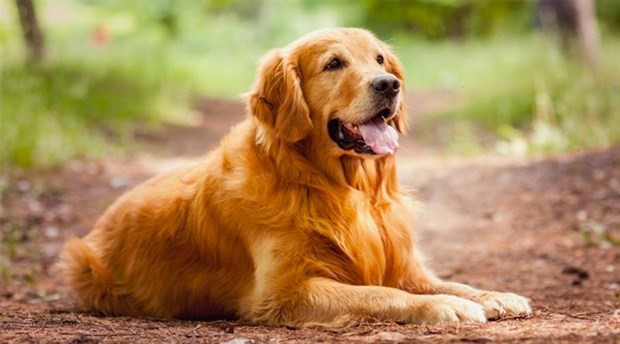 Rüyada köpek görmek ne demek? dişi erkek köpek görmek çoban köpeği görmek köpeği sevmek rüyada köpeğin ısırması, köpek sevdiğini görmek anlamı nedir? Rüyada köpek görmek ne demek? dişi erkek köpek görmek çoban köpeği görmek köpeği sevmek rüyada köpeğin ısırması, köpek sevdiğini görmek anlamı nedir?