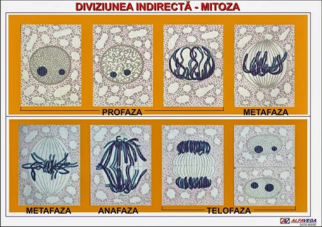 mitoza po fazama mitoza po fazama