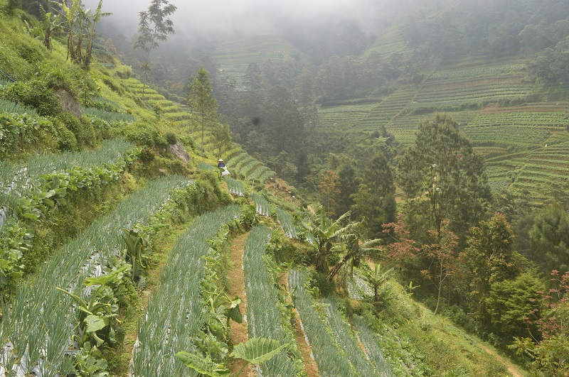 Perkebenan sayur di Nepal van Java | Foto asmarainjogja.id, Asmara Dewo
