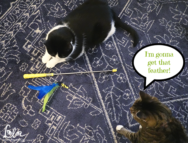 Petmate cat toys