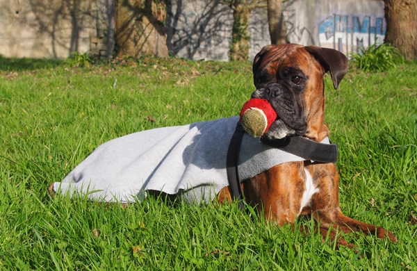 manteau chien boxer