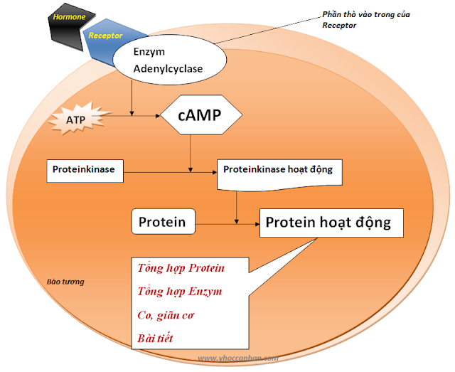 chất truyền tin thứ hai là AMP vòng