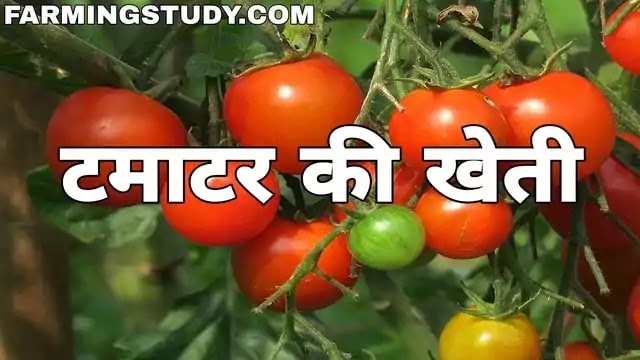 टमाटर की खेती कैसे करें?, tamatar ki kheti kaise kare, टमाटर की खेती की पूरी जानकारी, टमाटर की किस्में, टमाटर की खेती कब करें, टमाटर की खेती का समय,