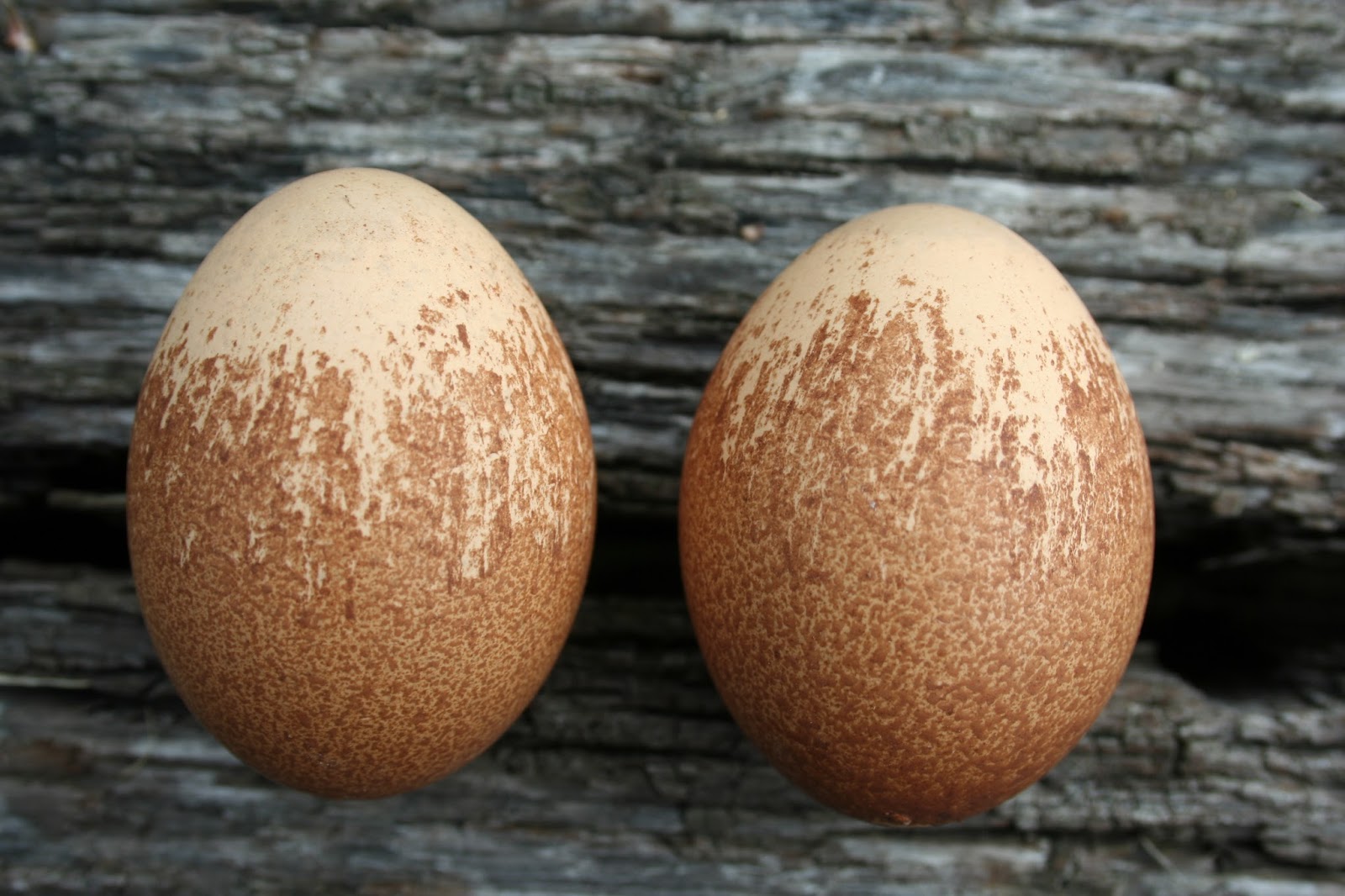 Chicken Scratch Poultry Eggnomolies = Odd eggs