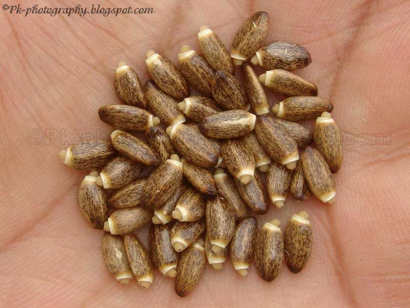 Milk Thistle Seeds Nature, Cultural, and Travel Photography Blog