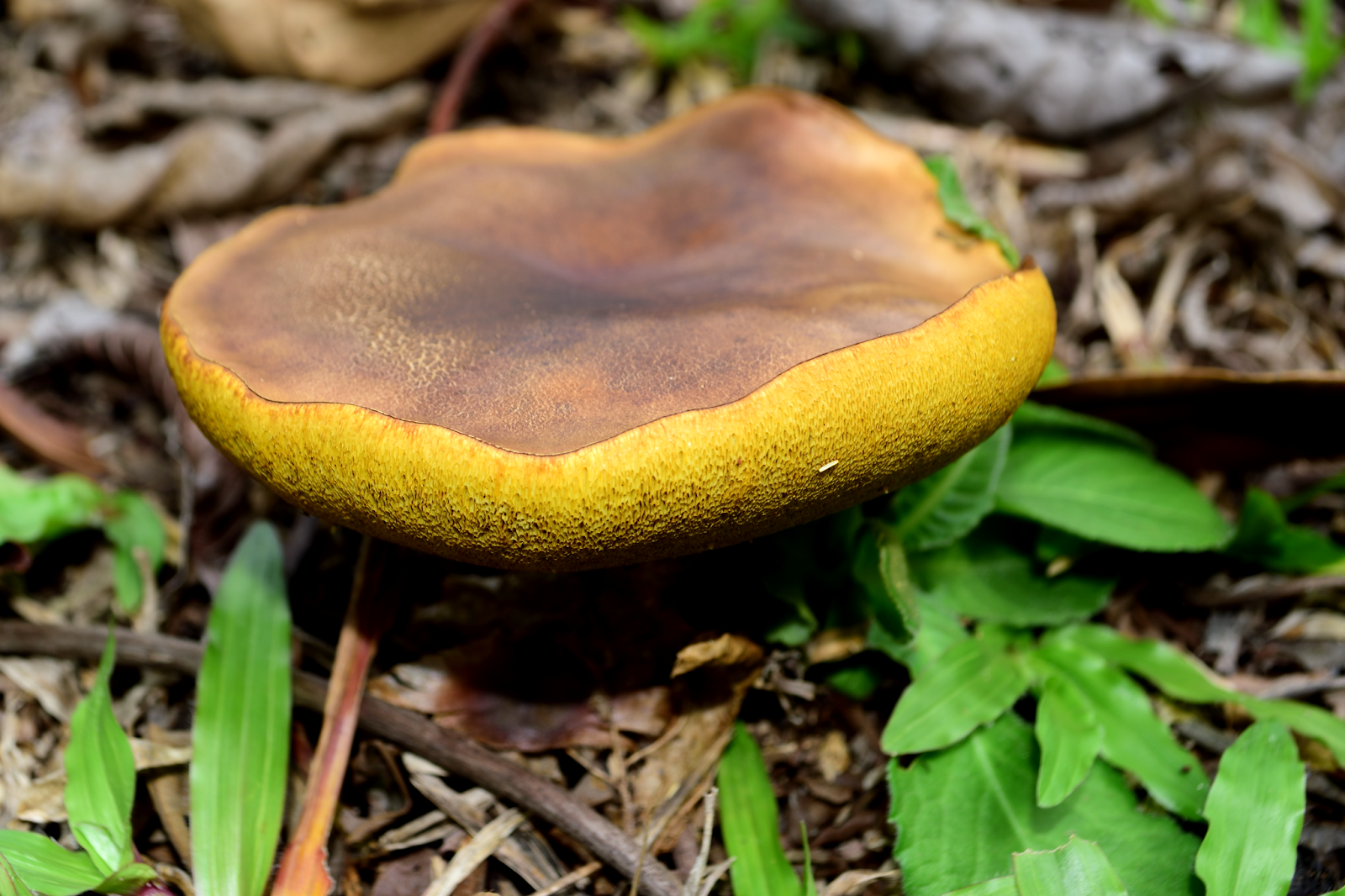 Life in Costa Rica Sturdy Mushroom