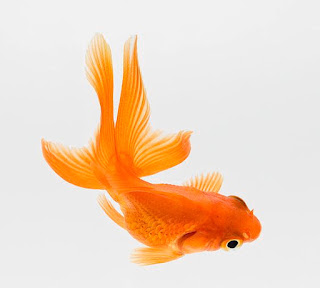 Fantail Goldfish
