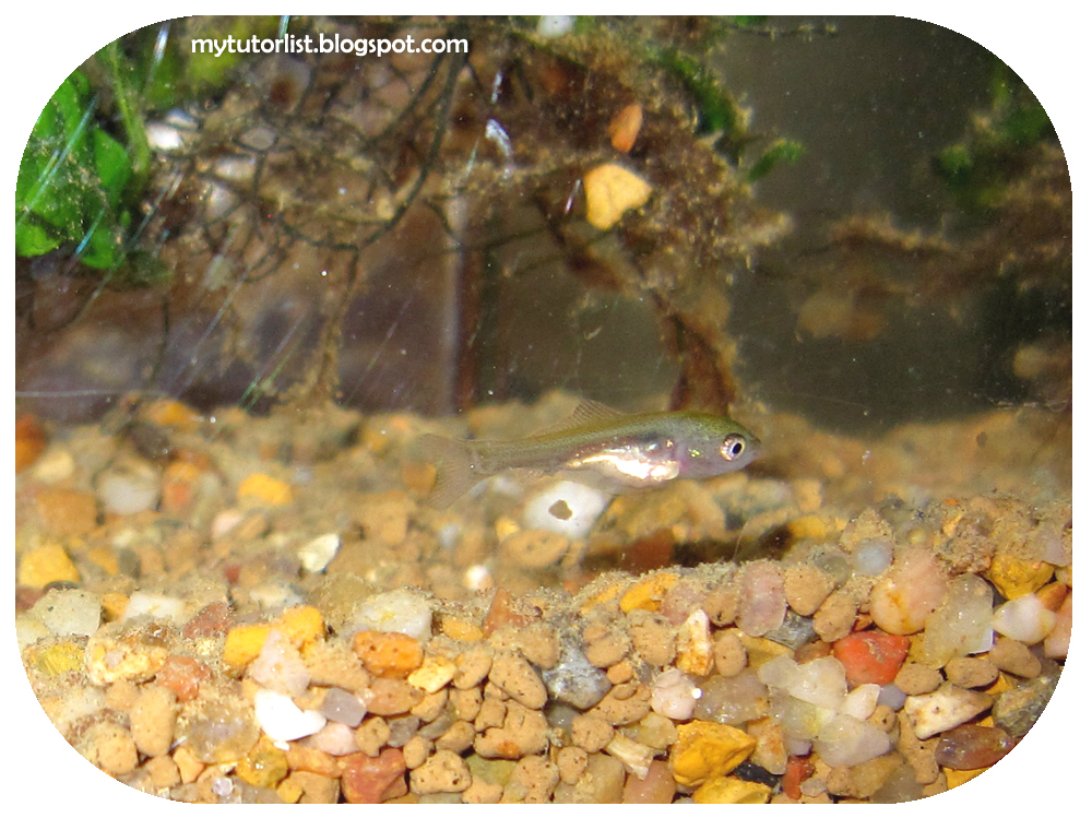 Goldfish Babies One Month Old And More Eggs Behind