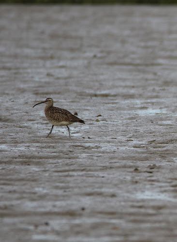 Whimbrel Whimbrel