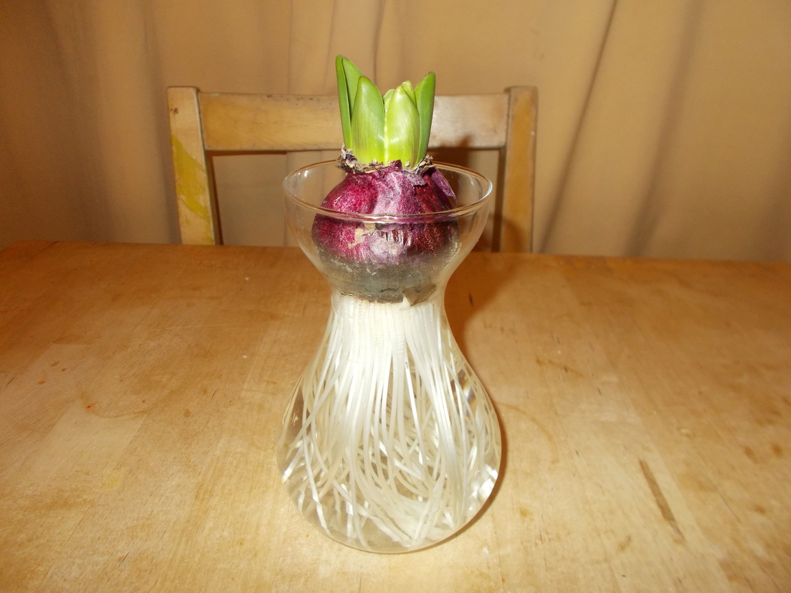 The Green Fingered Blog Growing hyacinths indoors for Christmas