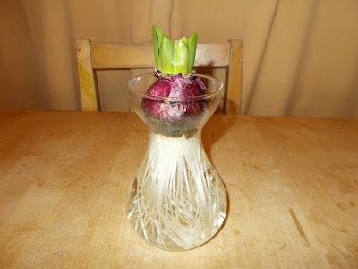 Hyacinth in a glass Growing hyacinths indoors for Christmas Green Fingered Blog