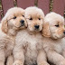12 Signs You Are A Crazy Golden Retriever Person