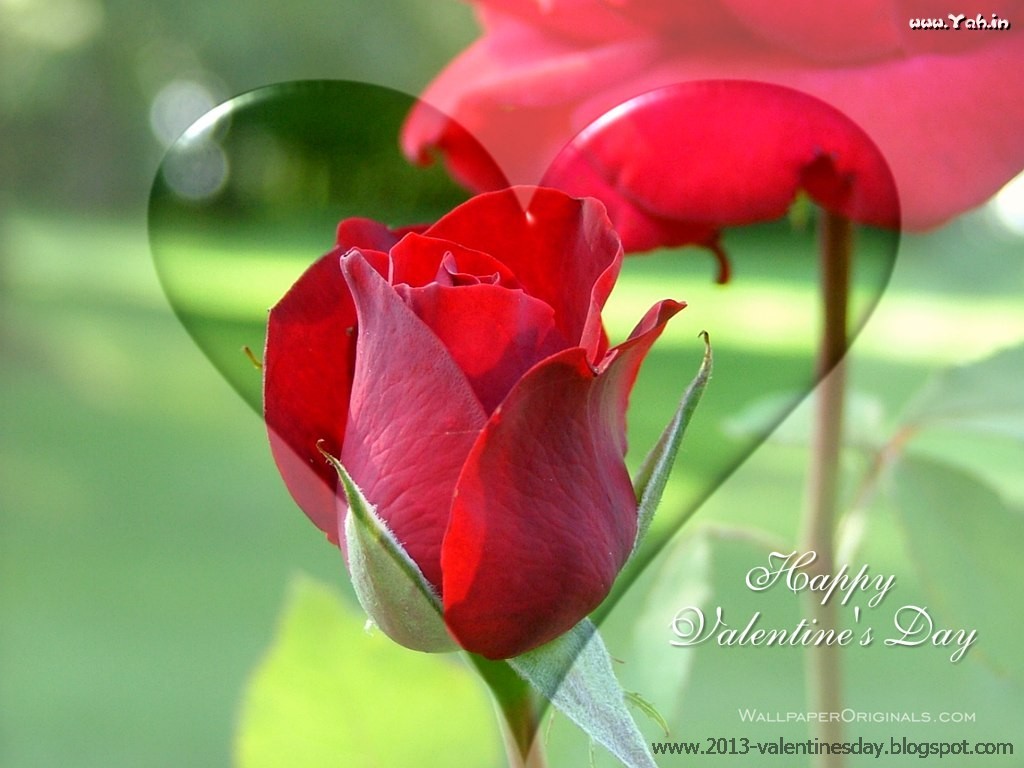 Red Rose I Love You Wallpaper