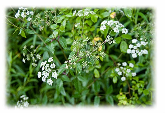 Plantas venenosas - Cicuta (Cicuta Maculata)