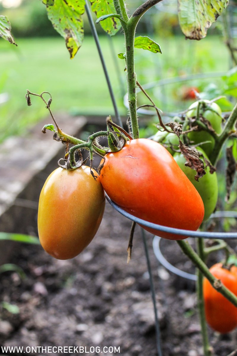 tomatoes growing in the garden | On The Creek Blog