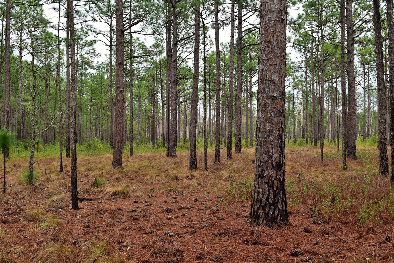 Waterfall Hero Hikes Lake Waccamaw State Park