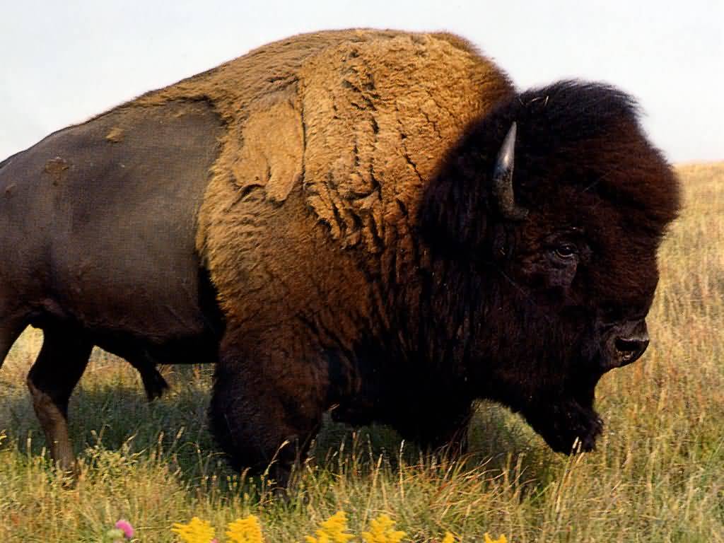 Welcome To Fun2shh World: Latest Buffalo Animal Wallpapers Download For