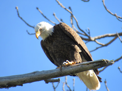 Bald Eagle