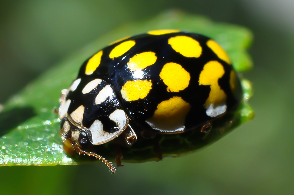 Alam Mengembang Jadi Guru Ladybug Kumbang Koksi 
