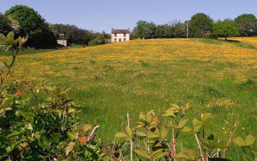 Staffordshire Photo Buttercup field