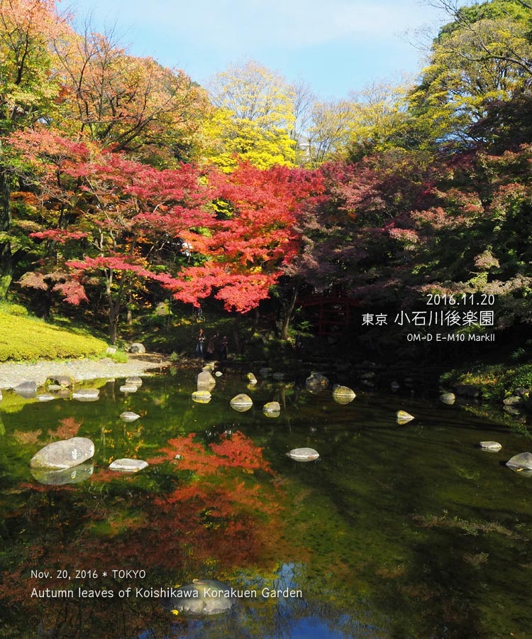 小石川後楽園の紅葉（11月中旬）
