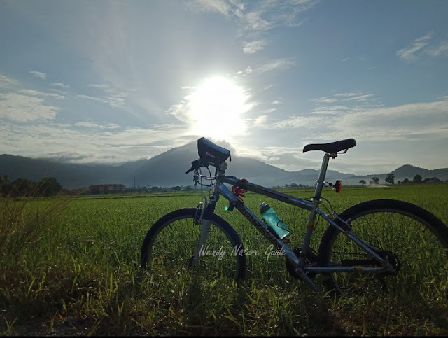 Cycling thru Langkawi paddyfield
