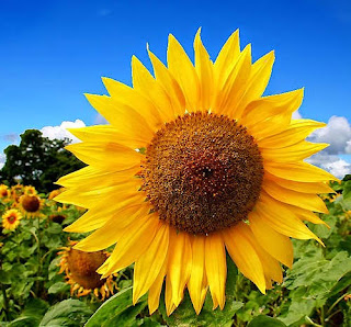 Khasiat dan Manfaat Bunga Matahari untuk Kesehatan