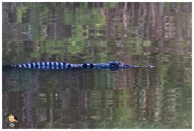 Yellow water croc Yellow water croc