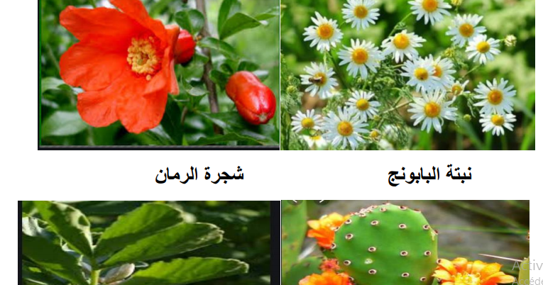 الحيوانات كيف الزهرية تساعد النباتات Ø§Ù„ØªÙƒØ§Ø«Ø± ÙÙŠ