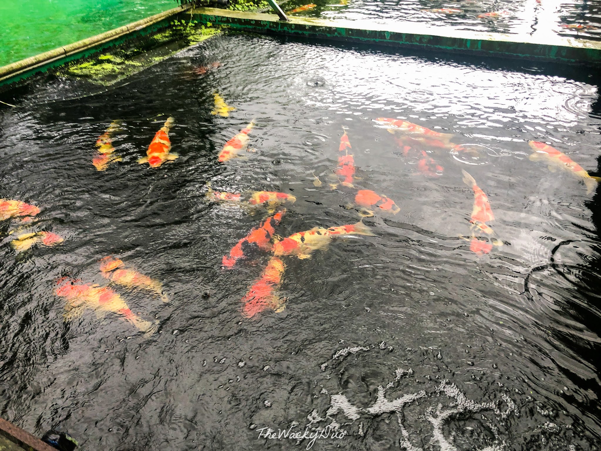 Marugen Koi Farm Review Afforable Japanese Koi in Singapore Singapore