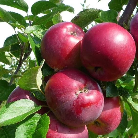 https://www.treesandplants.co.uk/products/Spartan-Apple-Trees.html