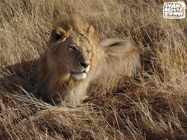 Safari game drive at Maasai Mara National Reserve in Kenya