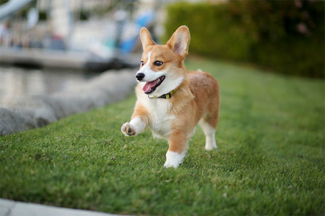 Hình ảnh những chú chó Corgi chân ngắn siêu đáng yêu