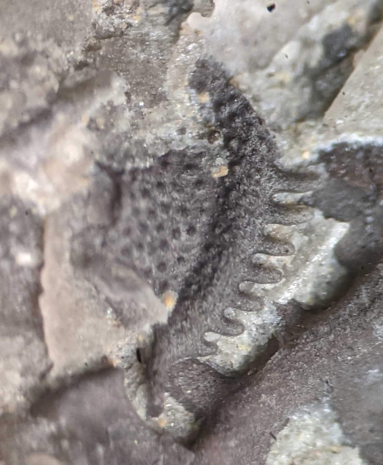 Louisville Fossils and Beyond Acidaspis Trilobite Fossil Fragment