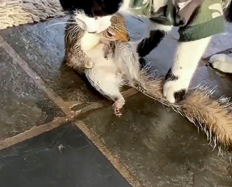 Mau Mew Confident and capable domestic cat brings in his kill a squirrel