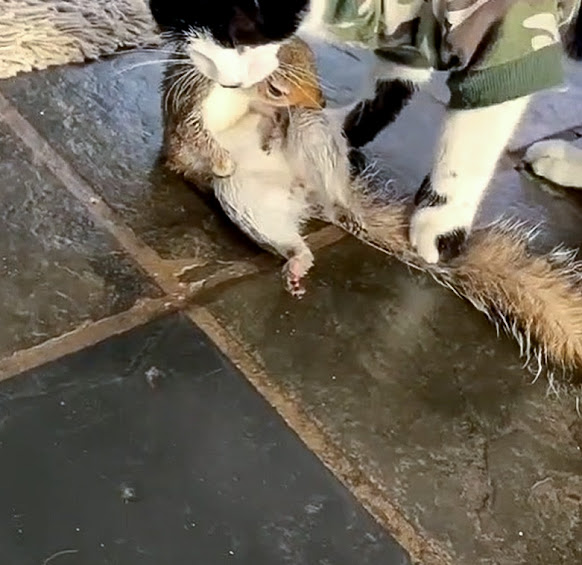 Domestic cat catches and kills squirrel