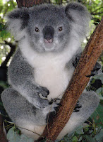 Dişi koala