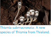 https://sciencythoughts.blogspot.com/2019/06/thismia-submucronata-new-species-of.html
