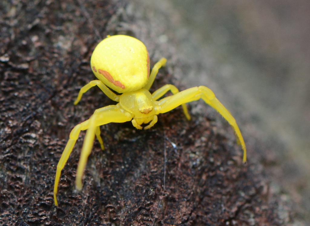 Желтый паук в россии фото название Желтый паук в россии фото название