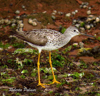 Greater yellowlegs, Souris area, PEI, Canada - by Roberta Palmer, July 2017