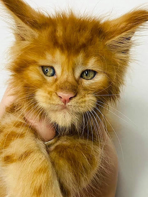 Male ginger tabby Maine Coon kitten dazzles