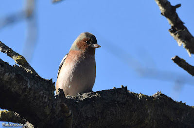 Mascle de pinsà comú (Fringilla coelebs)