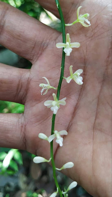 Acriopsis javanica var. auriculata