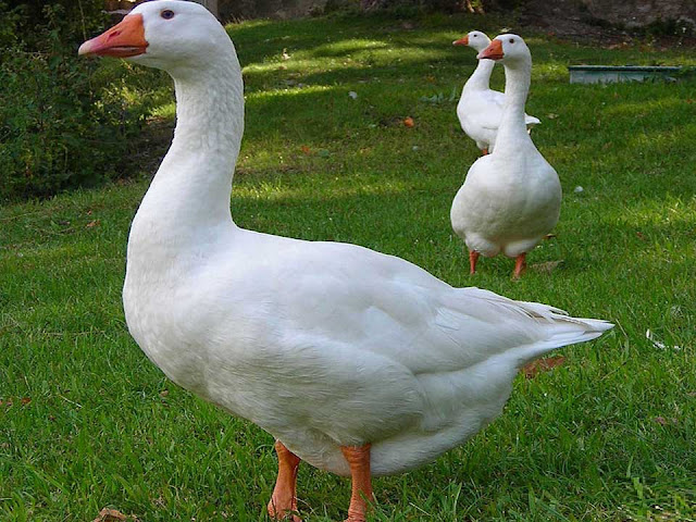 domestic goose, domestic white goose, domestic grey goose, domestic greylag goose